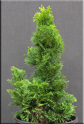Chamaecyparis obtusa 'Spiralis' | Conifers