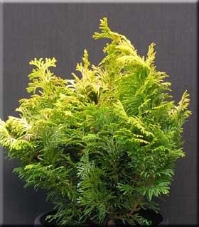 Chamaecyparis obtusa 'Sunspray' | Conifers