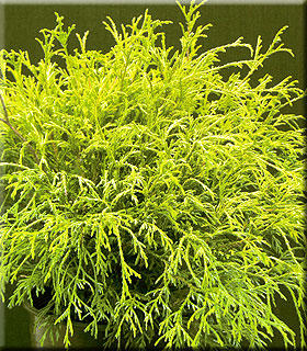 Chamaecyparis pisifera filifera 'Golden Mops' | Conifers