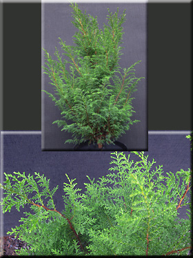 Chamaecyparis thyoides 'Shiva' | Conifers