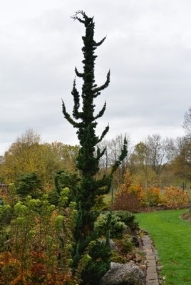 Chamaecyparis lawsoniana 'Wissel's Saguaro' | Conifers