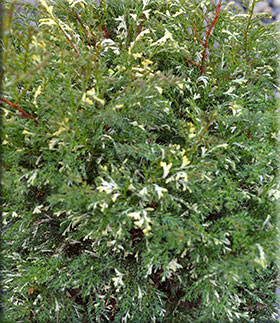 Chamaecyparis obtusa 'Blizzard' | Conifers