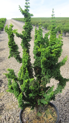 Chamaecyparis obtusa 'Chirimen' | Conifers