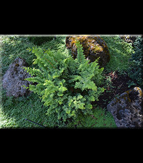 Chamaecyparis obtusa 'Golden Fern' | Conifers