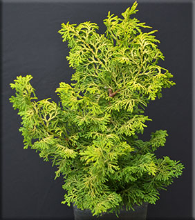 Chamaecyparis obtusa 'Rainbow' | Conifers