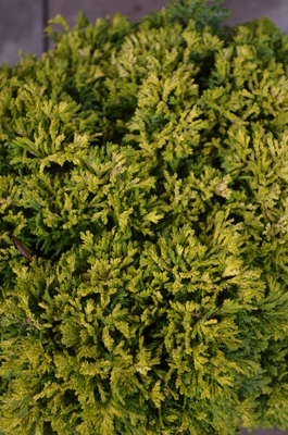 Chamaecyparis pisifera 'Golden Pin Cushion' | Conifers