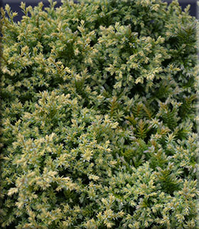 Chamaecyparis pisifera 'Plumosa Compressa Aurea' | Conifers