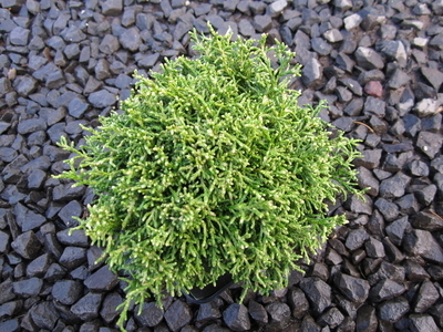 Chamaecyparis pisifera 'White Pygmy' | Conifers