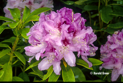 Rhododendron 'Cheer' | Rhododendrons (Hybrids & species)