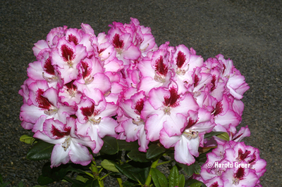 Rhododendron 'Cherry Cheesecake' | Rhododendrons (Hybrids & species)