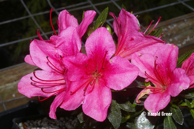 Azalea 'Chinsei' | Evergreen Azaleas