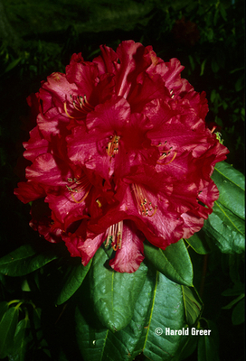 Rhododendron 'Cornubia' | Rhododendrons (Hybrids & species)