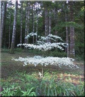 Cornus alternifolia 'Argentea'  | Japanese Maples, Ornamental Trees