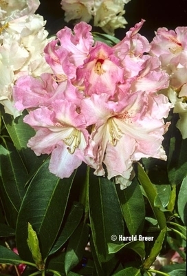 Rhododendron 'Cotton Candy' | Rhododendrons (Hybrids & species)