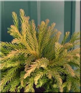 Cryptomeria japonica 'Globosa Nana' | Conifers