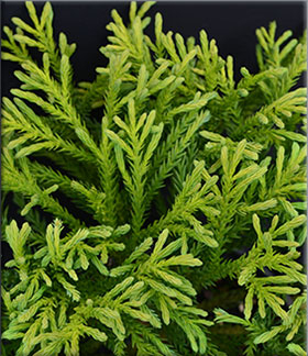 Cryptomeria japonica 'Moon Dwarf' | Conifers
