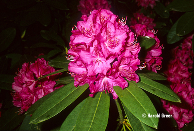 Rhododendron 'Cynthia' | Rhododendrons (Hybrids & species)