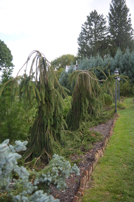 Picea abies 'Cobra' | Conifers