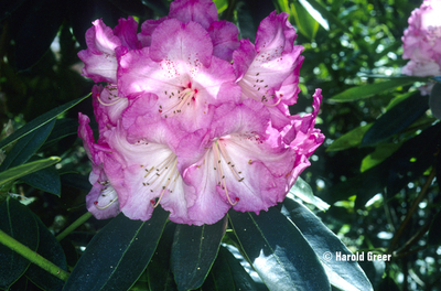 Rhododendron 'Dame Nelly Melba' | Rhododendrons (Hybrids & species)
