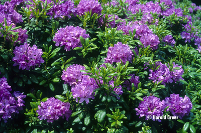 Rhododendron 'Daphnoides' | Rhododendrons (Hybrids & species)