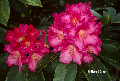 Rhododendron 'Denali' | Rhododendrons (Hybrids & species)