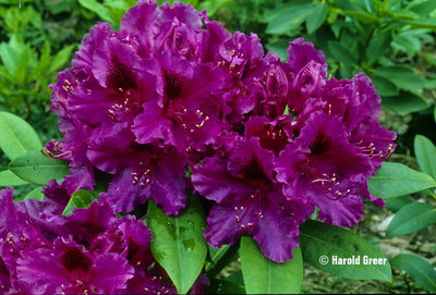 Rhododendron 'Dorothy Amateis' | Rhododendrons (Hybrids & species)