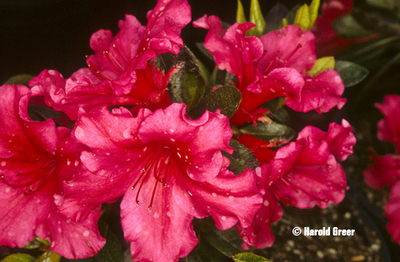 Azalea 'Dorothy Gish' | Evergreen Azaleas