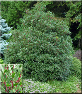 Drimys lanceolata | Deciduous & Evergreen Shrubs