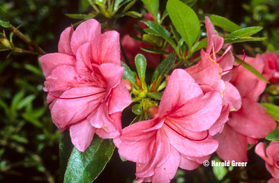 Azalea 'Early Beni' | Evergreen Azaleas