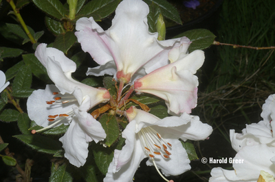 Rhododendron 'Else Frye' | Rhododendrons (Hybrids & species)