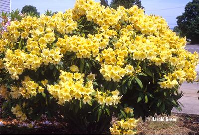 Rhododendron 'Evening Glow' | Rhododendrons (Hybrids & species)