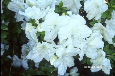 Azalea 'Everest' | Evergreen Azaleas