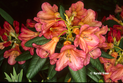 Rhododendron 'Fabia Tangerine' | Rhododendrons (Hybrids & species)