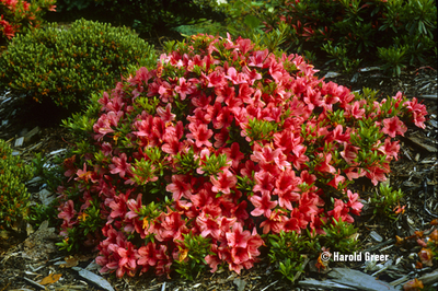 Azalea 'Flame Creeper' | Evergreen Azaleas