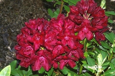 Rhododendron 'Francesca' | Rhododendrons (Hybrids & species)