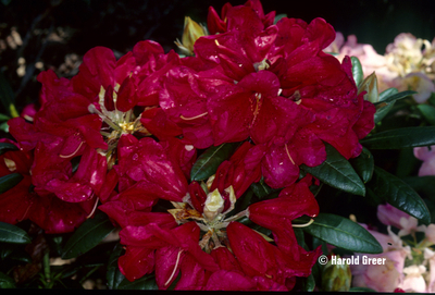 Rhododendron 'Fred Peste' | Rhododendrons (Hybrids & species)