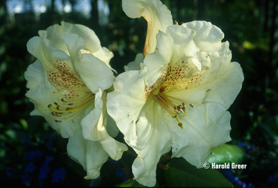 Rhododendron 'Gartendirektor Reiger' | Rhododendrons (Hybrids & species)