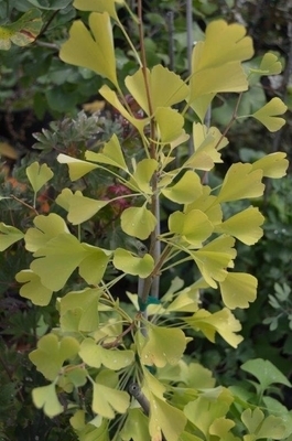 Ginkgo biloba 'Beijing Gold' | Conifers