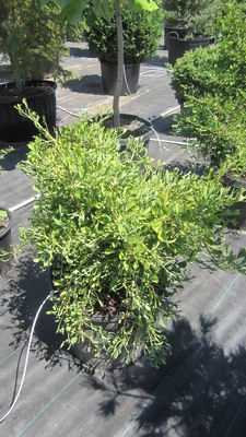 Ginkgo biloba 'Weeping Wonder' | Conifers