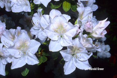 Azalea 'Glacier' | Evergreen Azaleas