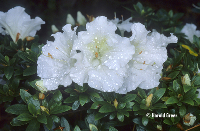 Azalea 'Gumpo White' | Evergreen Azaleas