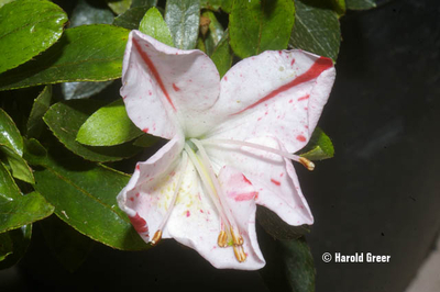 Azalea 'Gyokokan' | Evergreen Azaleas