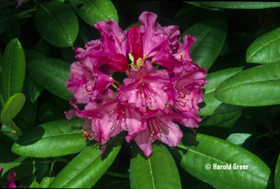Rhododendron 'Haaga' | Rhododendrons (Hybrids & species)