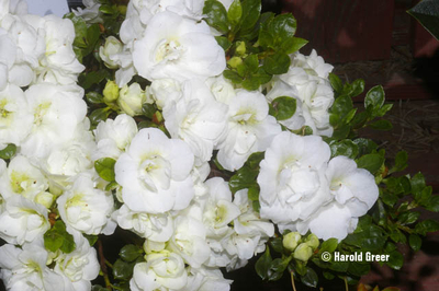 Azalea 'Hardy Gardenia Sport Sport' | Evergreen Azaleas