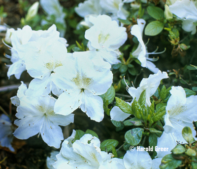 Azalea 'Helen Close' | Evergreen Azaleas