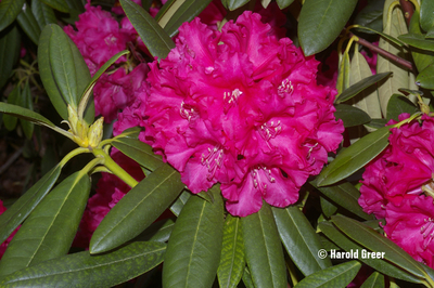 Rhododendron 'Helen Deehr' | Rhododendrons (Hybrids & species)