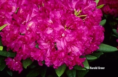 Rhododendron 'Hot Dawn' | Rhododendrons (Hybrids & species)