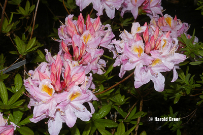 Azalea 'Irene Koster' | Deciduous Azaleas