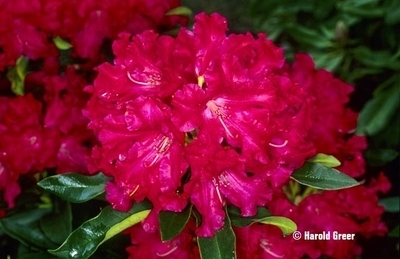 Rhododendron 'The Honorable Jean Marie de Montague' | Rhododendrons (Hybrids & species)
