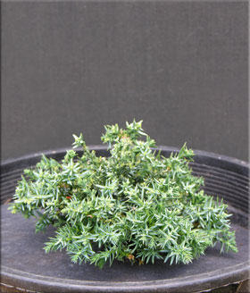 Juniperus horizontalis 'Blue Pygmy' | Conifers